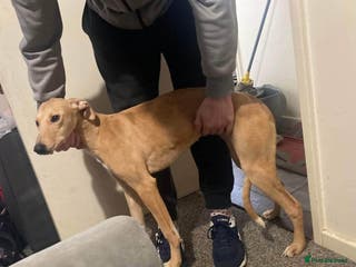 Mixed Breed dogs Merle Saluki Bull Collie Greyhound - Advert 15