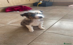 Border Collie dogs for sale: 4 Blue Merle Collie pups for sale - Image 10