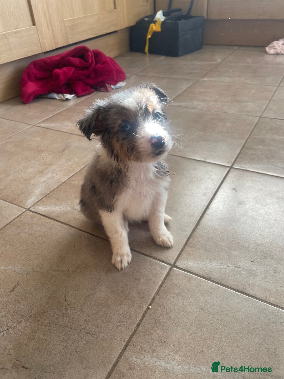 Border Collie dogs for sale: 4 Blue Merle Collie pups for sale - Image 10