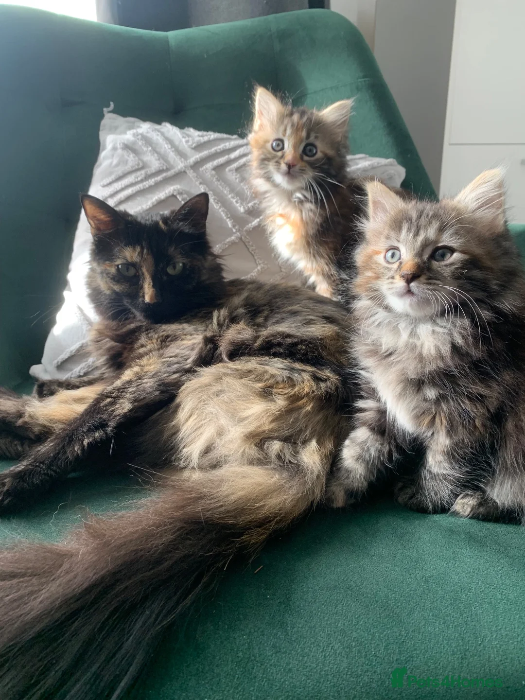 Mixed Breed cats for sale: longhaired female kittens (half Ragdoll mother)  - Advert 2