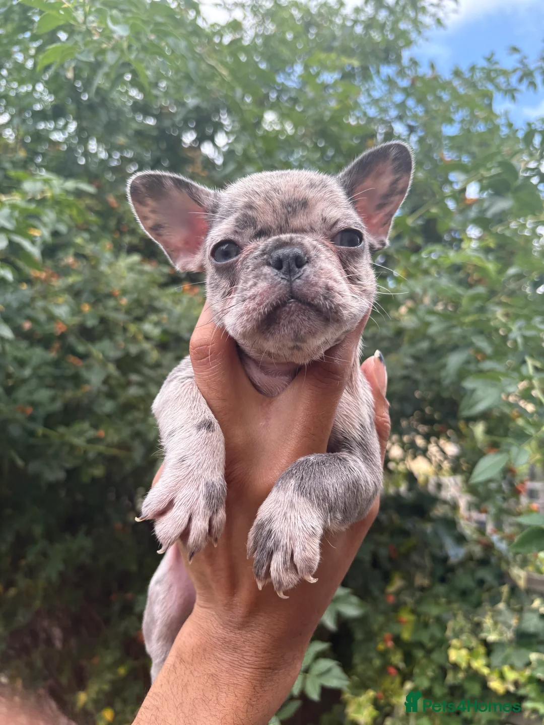 French Bulldog dogs for sale: Beautiful French bulldogs in Ilford - Advert 40