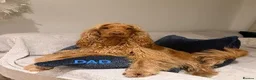 Cocker Spaniel dogs for sale: Beautiful working / show cocker spaniel puppies - Advert 22