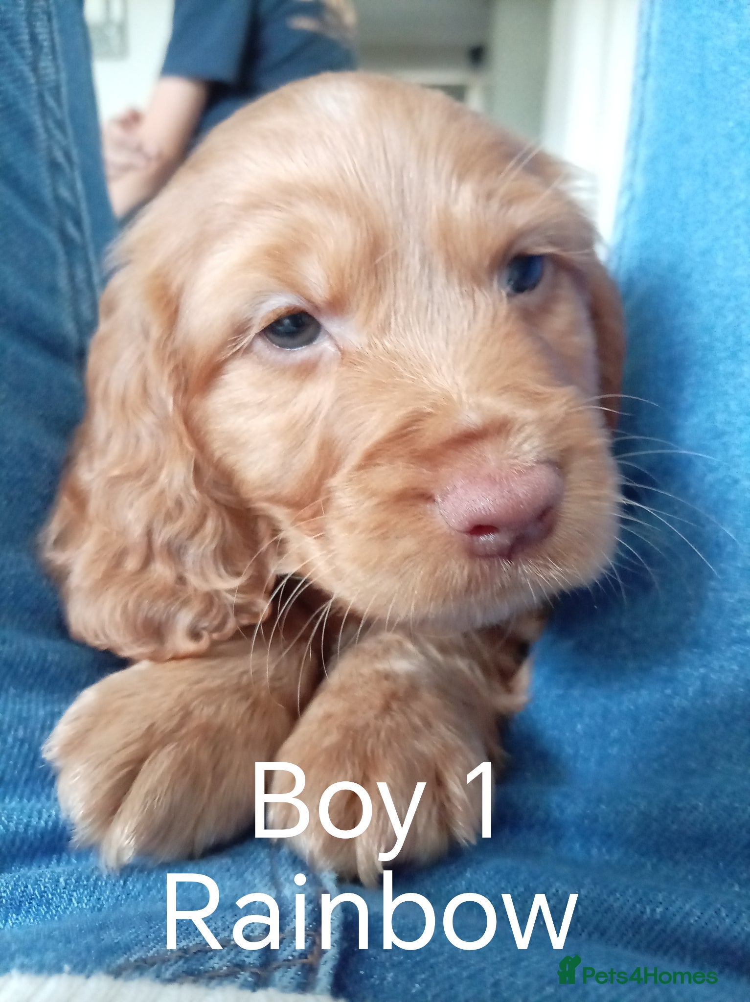 Cocker Spaniel dogs 5 Beautiful Golden Cocker Spaniel Puppies - Advert 1