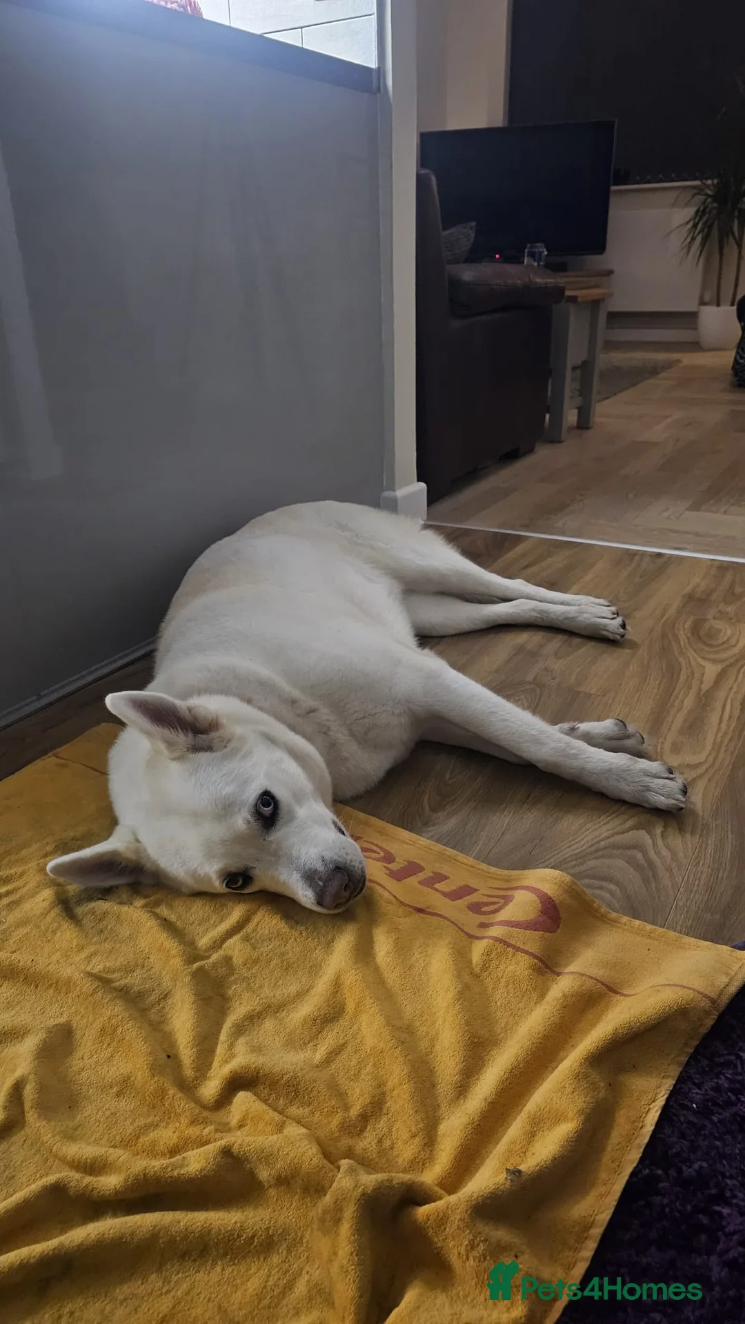 Huskita dogs for sale: Bella ❤️ - Advert 2