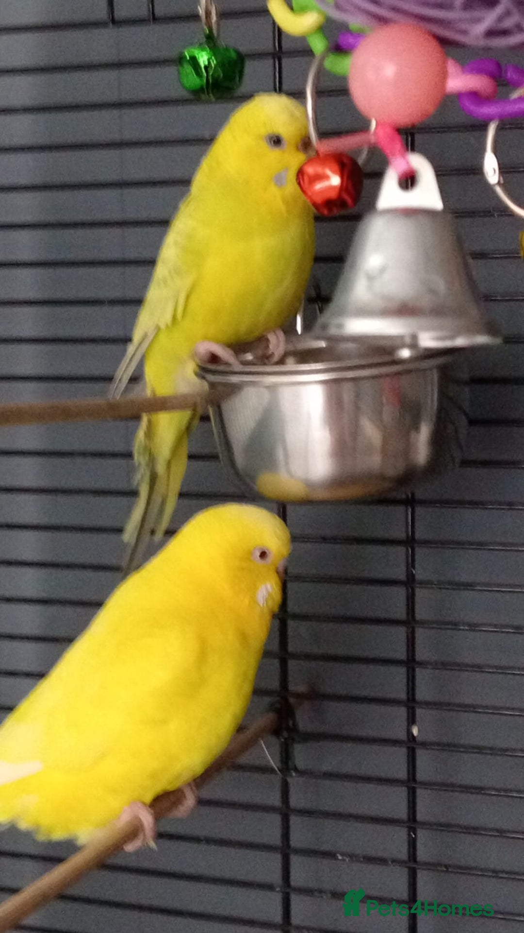 Budgerigars birds for sale: Male and Female budgies with their cage and toys - Advert 6