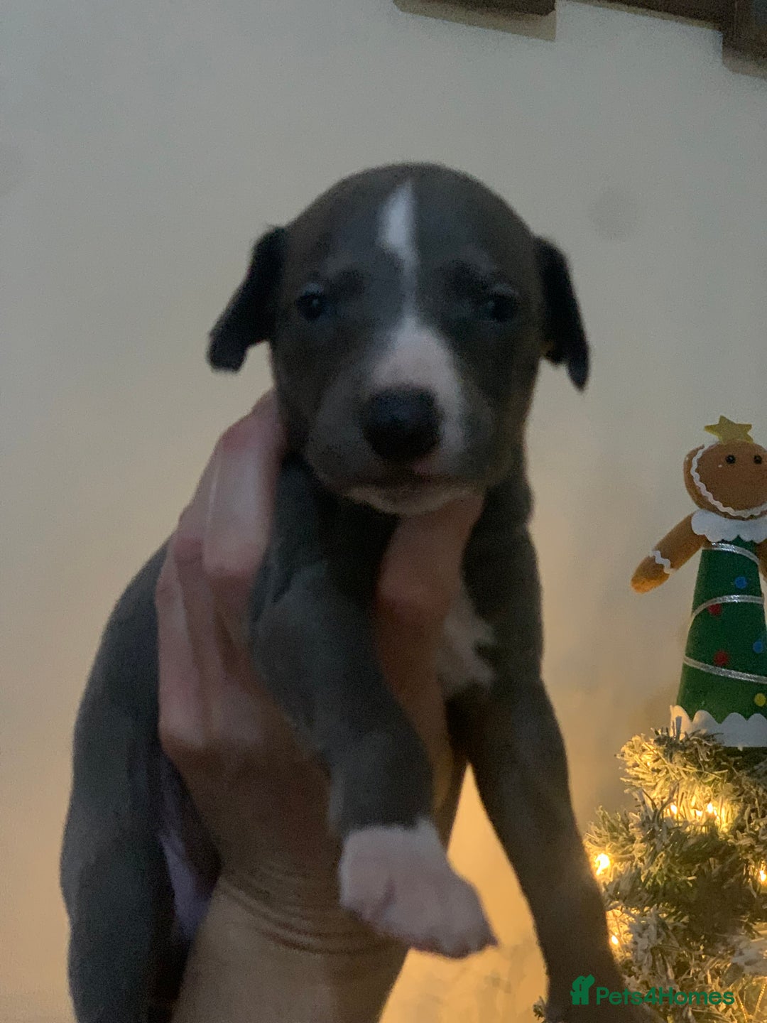 Whippet dogs for sale: Blue Kennel Club Registered Whippet puppies  - Advert 9