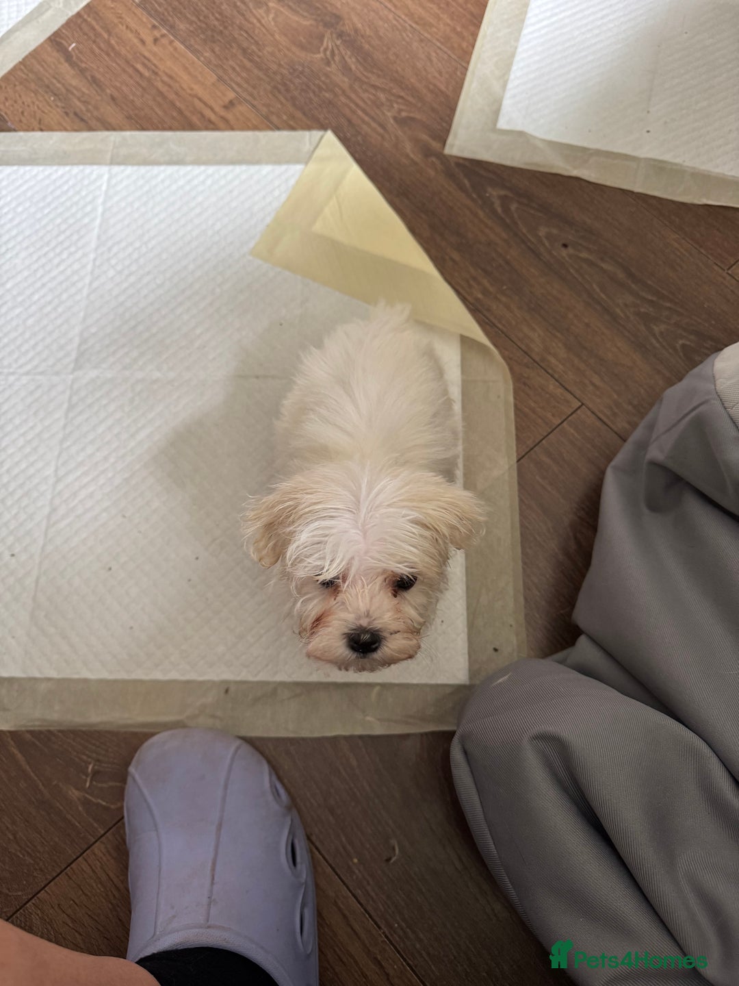 Maltese dogs for sale: Beautiful Maltese puppies ready to go. - Image 4