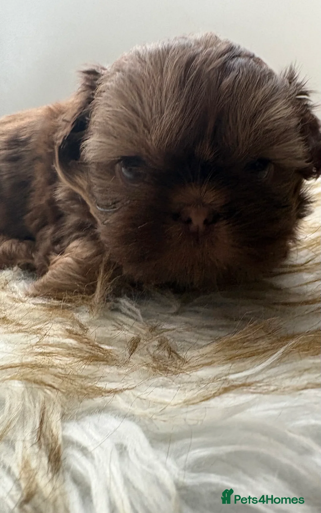 Shih Tzu dogs for sale: 3 Beautiful Puppys - Advert 16
