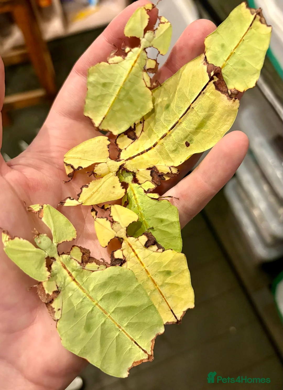 Stick Insects invertebrates for sale: Pulchriphyllium Giganteum leaf / stick insects - Advert 2