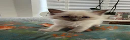 Ragdoll cats for sale: 2 ragdoll boy Kittens - Advert 24