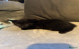 Mixed Breed cats for sale: Maincoon cross kittens - Image 7