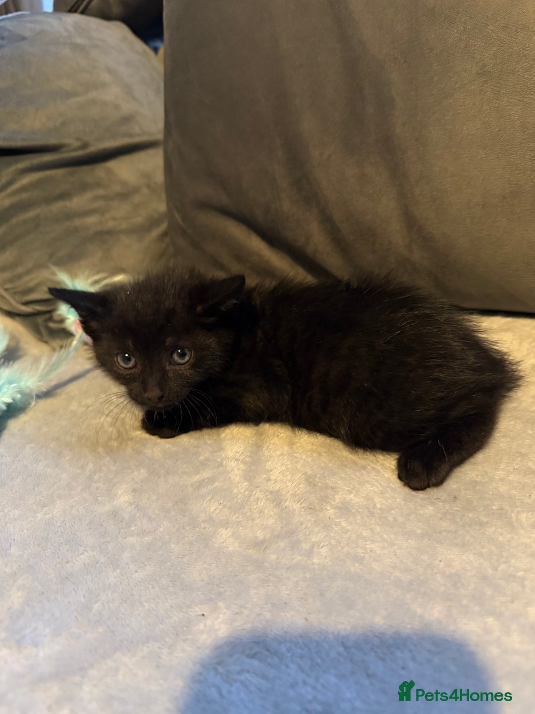 Mixed Breed cats for sale: Maincoon cross kittens - Image 7