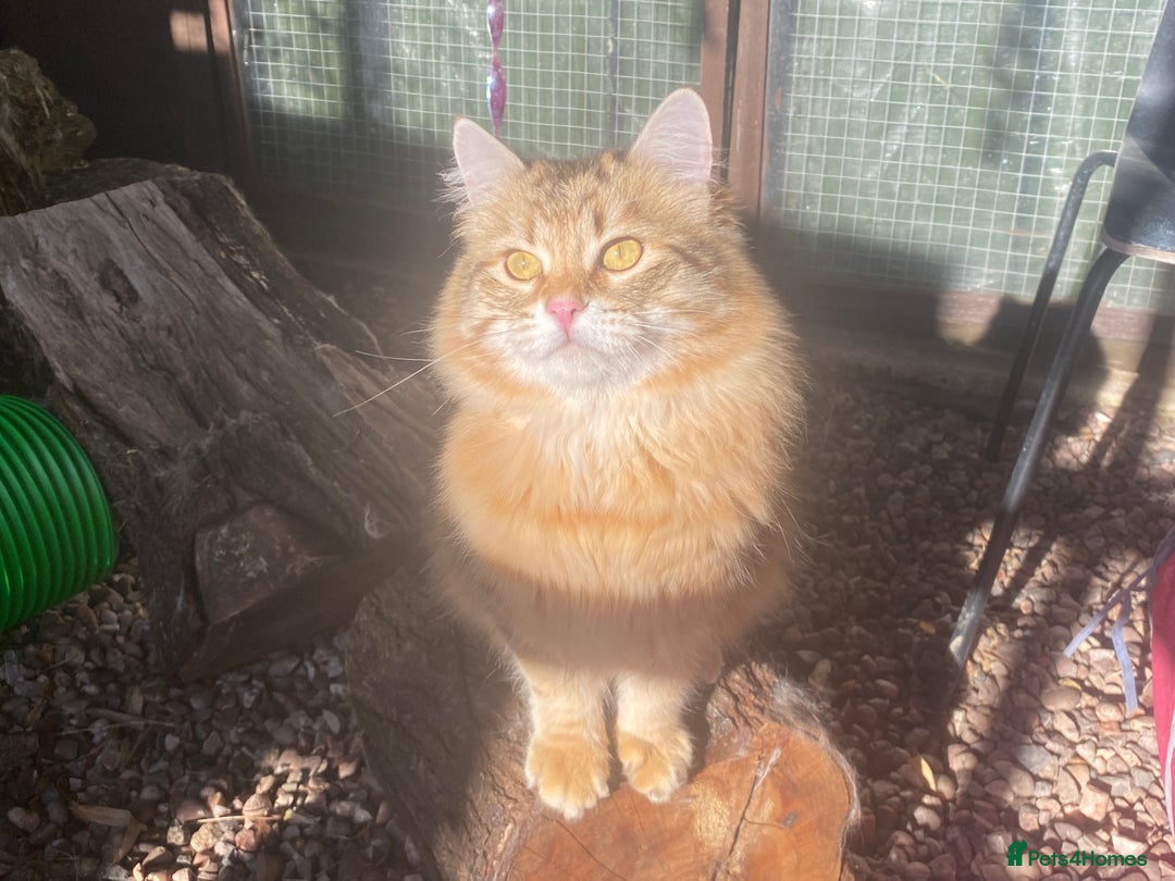 Siberian cats for sale: 🤎💚Gorgeous Traditional Siberian Babies💚🤎 - Image 12