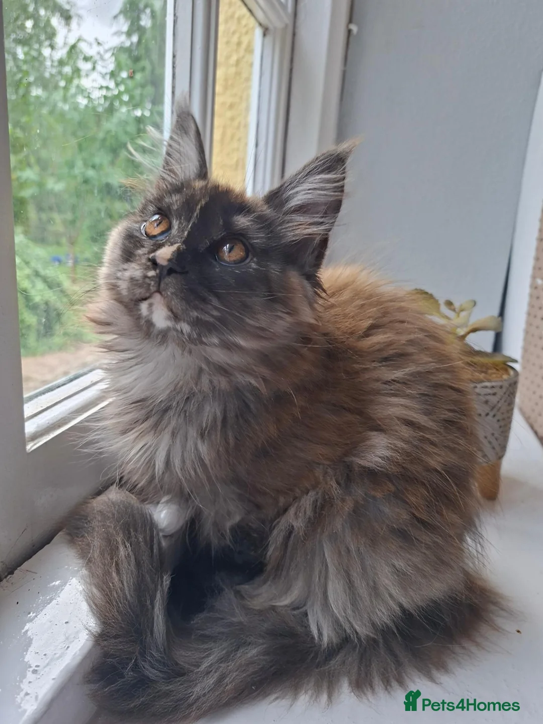 Maine Coon cats for sale: Pure Tica active Main Coon kittens - Advert 2