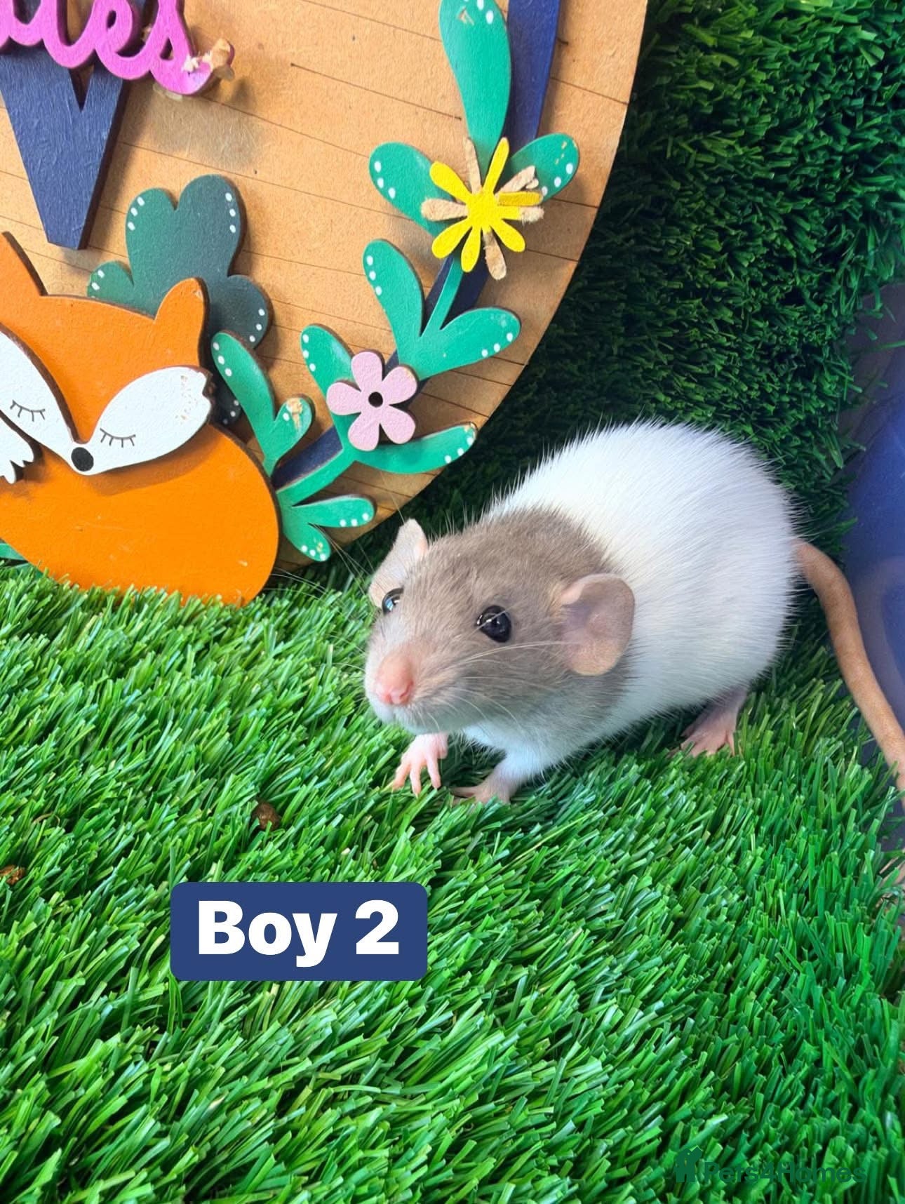 Hamster rodents Baby Dwarf Rats Males Boys Friendly  - Advert 1