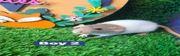 Hamster rodents for sale: Baby Dwarf Rats Males Boys Friendly  - Advert 1