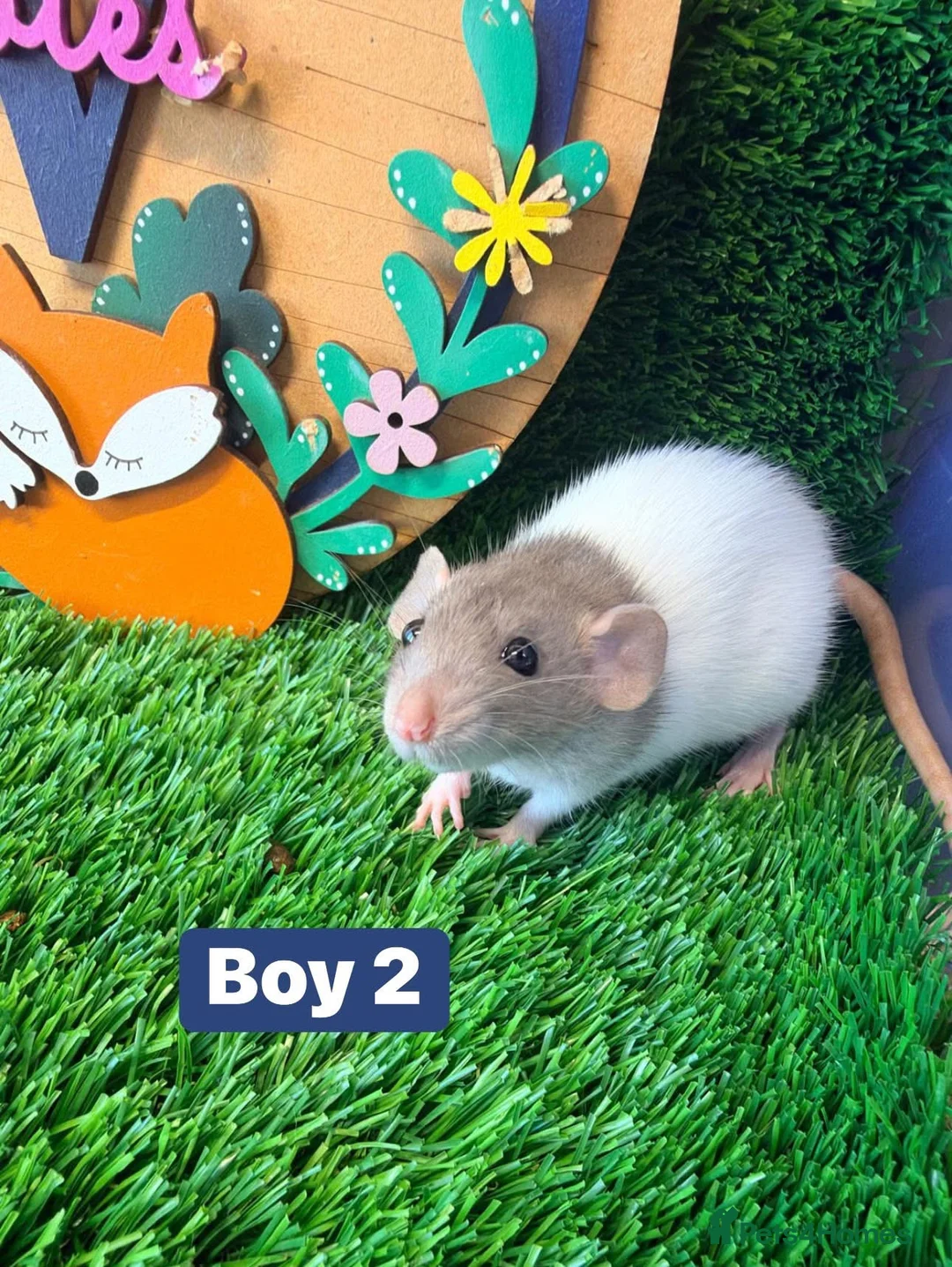 Hamster rodents for sale: Baby Dwarf Rats Males Boys Friendly  - Advert 1