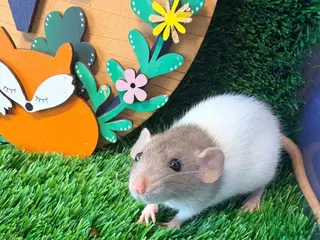 Hamster rodents Baby Dwarf Rats Males Boys Friendly - Advert 1