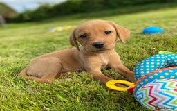 Labrador Retriever dogs for sale: Kc registered Labrador Retrievers - Image 14