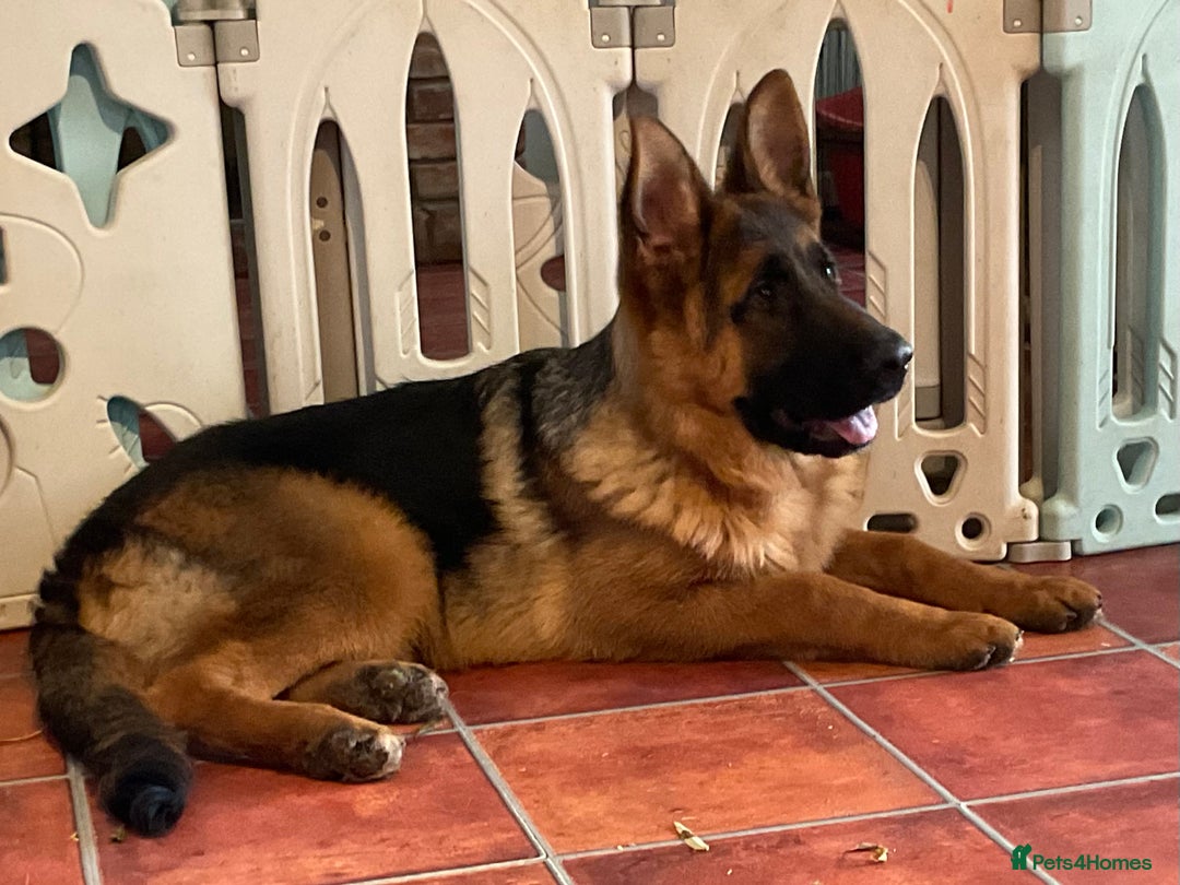German Shepherd dogs for sale: Outstanding specimen German Shepherd  - Advert 6