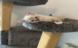 Ragdoll cats for sale: 7 beautiful seal/lynx point ragdoll kittens - Image 5