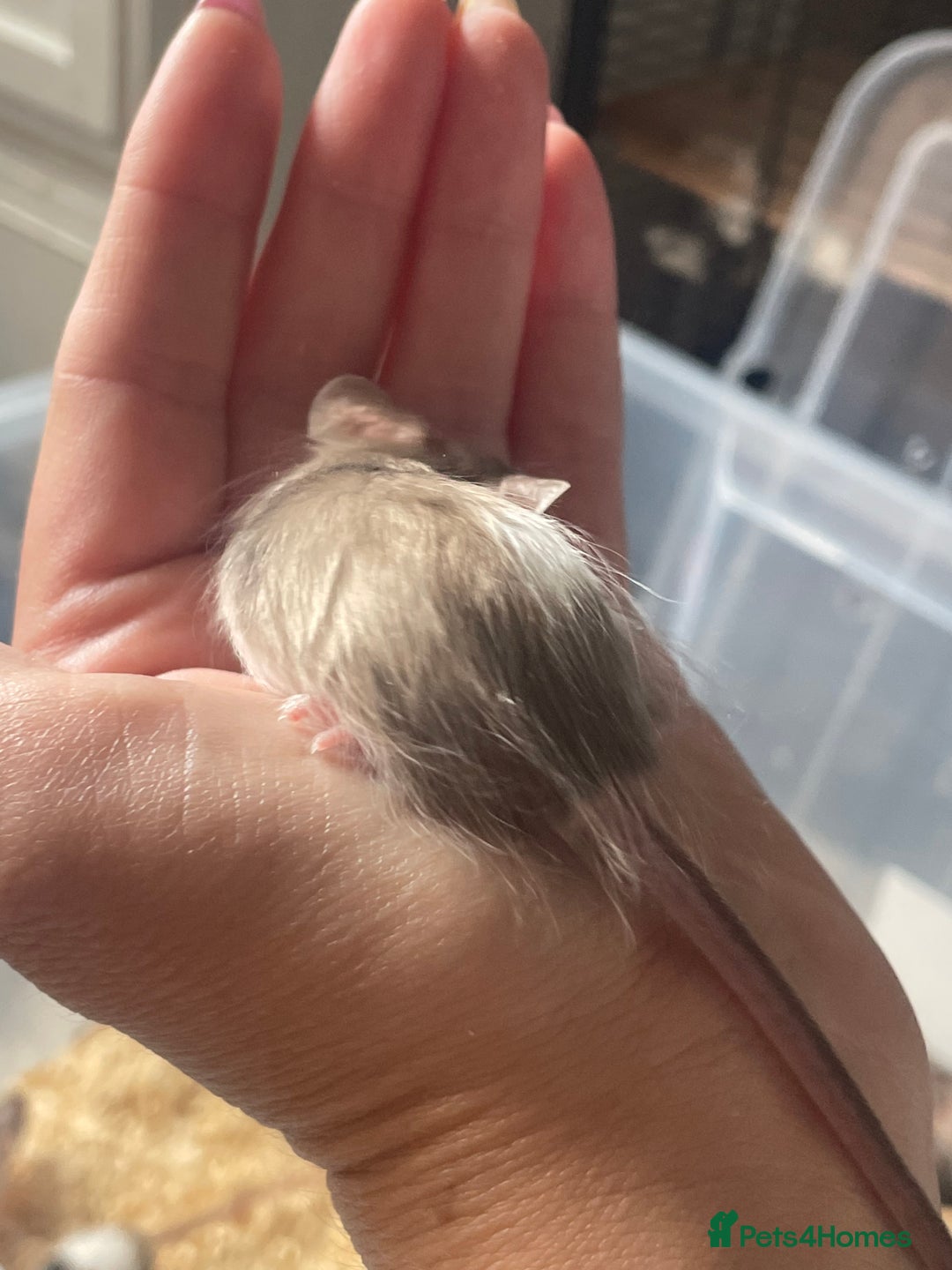 Mouse rodents for sale: Beautiful fancy mice looking for forever homes - Image 20