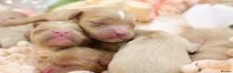 Cavapoo dogs for sale: Health Tested Cavapoo Puppies - Advert 4