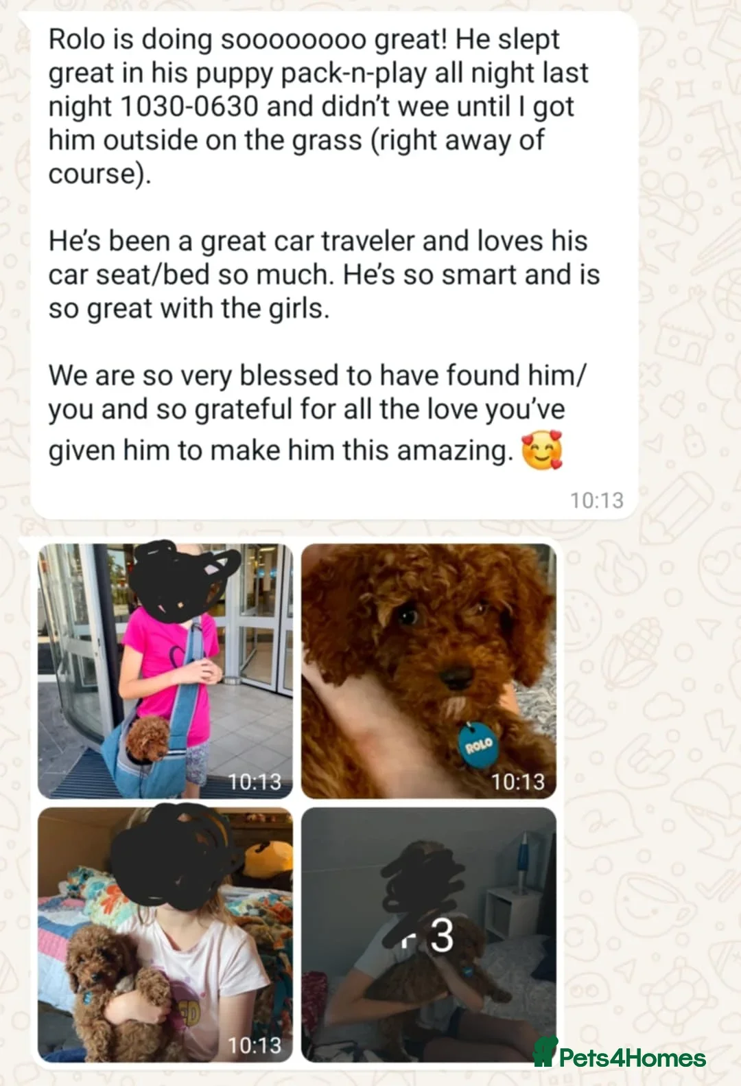 Australian Labradoodle dogs for sale:  👑 Multigen Toy Bred Australian Double Doodles 👑 - Advert 32