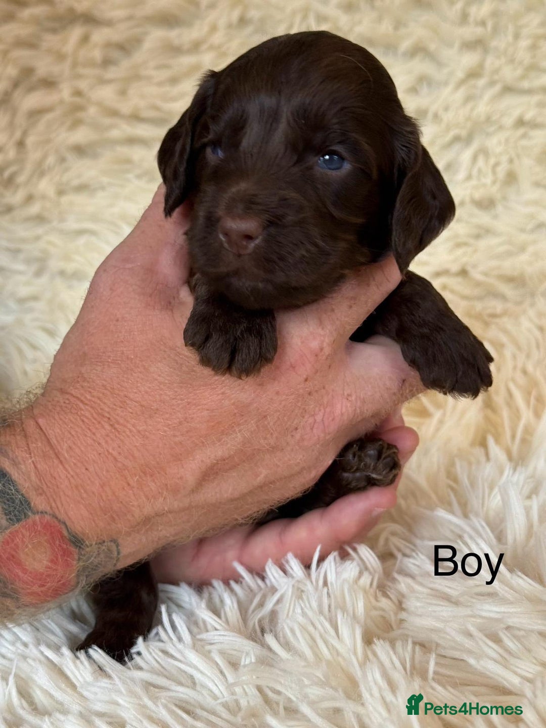 Cockapoo dogs for sale: beautiful merle cockapoo pups, ready 19th August - Image 5