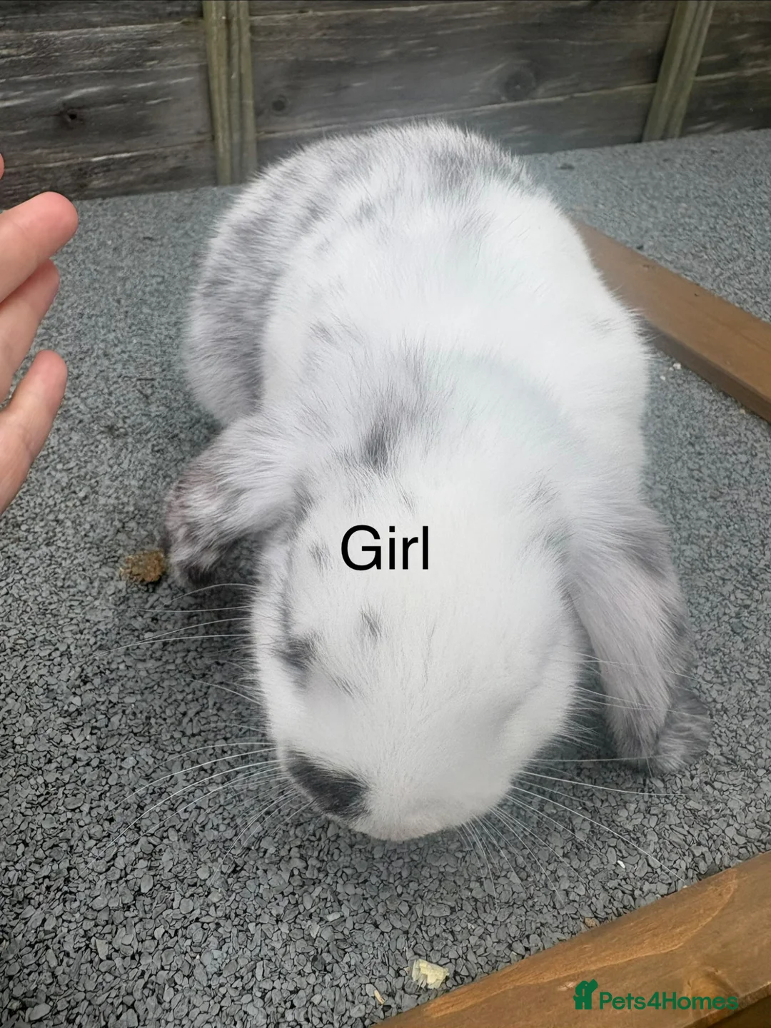 Mini Lop rabbits for sale: Mini lop rabbits - Advert 2