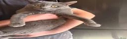 Scottish Fold cats for sale: Beautiful Grey Scottish Straight  - Advert 3