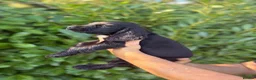 Cocker Spaniel dogs for sale: Beautiful 6 black cocker spaniel!  - Advert 10