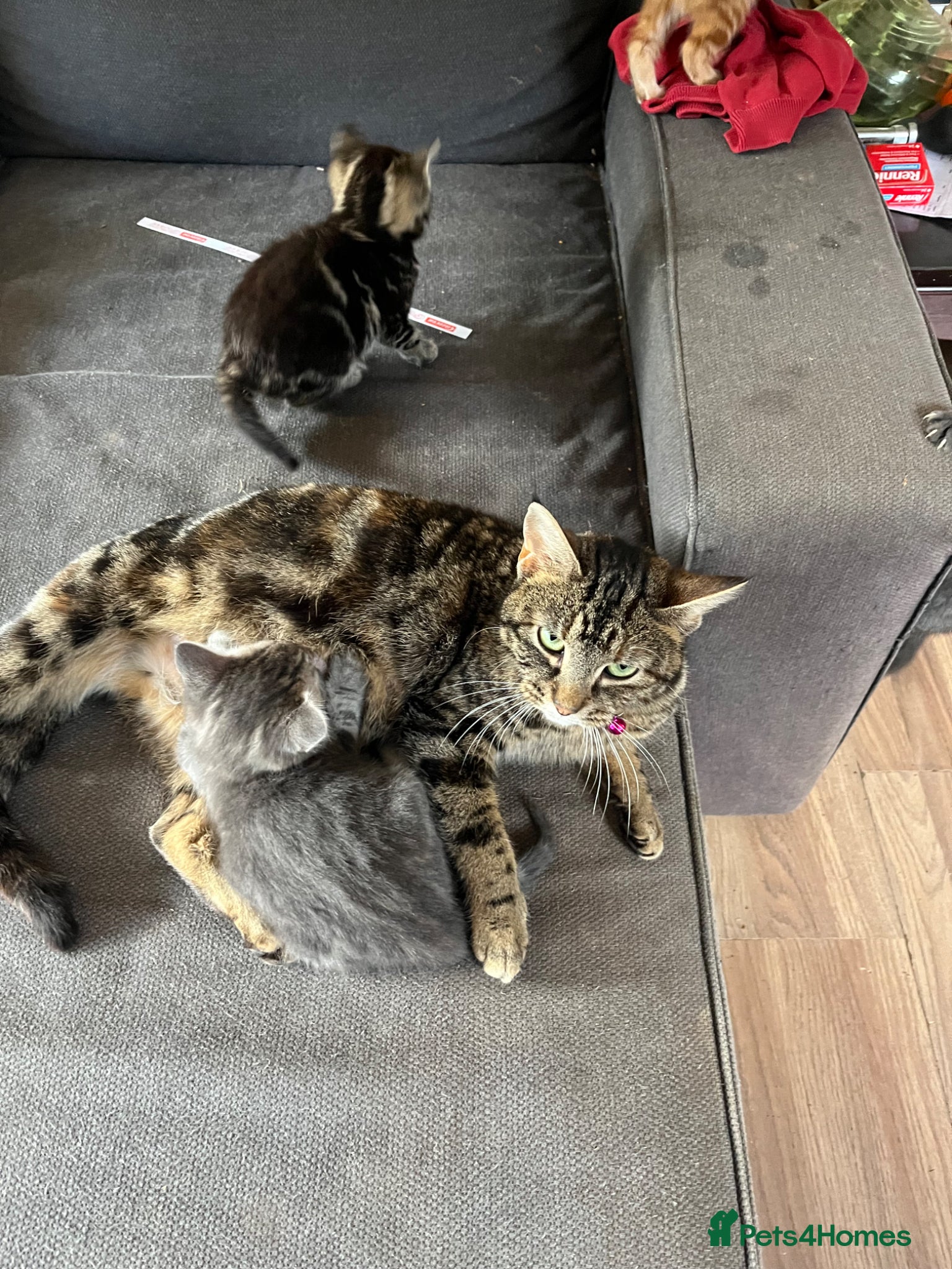 Mixed Breed cats Mixed breed kittens - family home - Advert 2