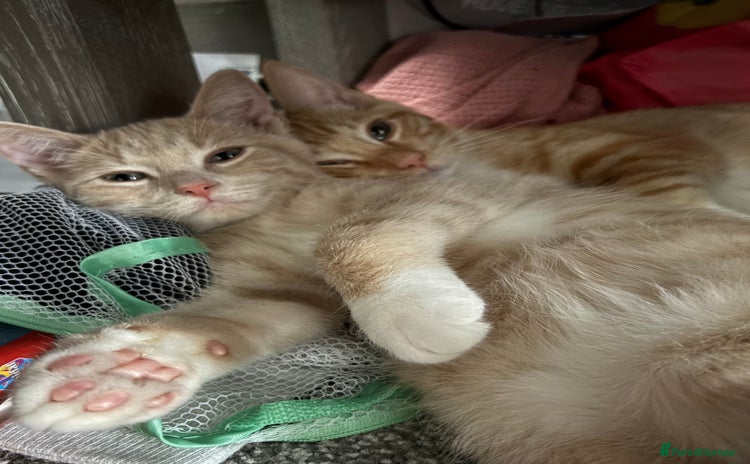 Ragdoll cats - Advert 9