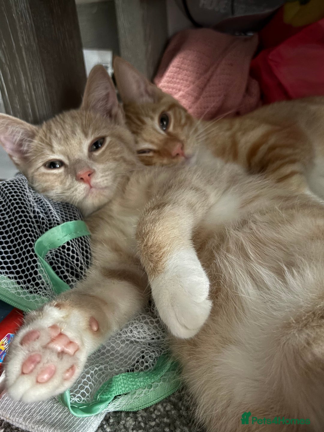 Ragdoll cats for sale: 1xBoy ginger/apricot ragdoll x British shorthair  - Image 1