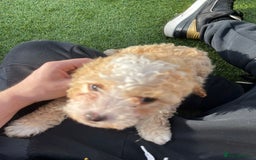 Cavapoo dogs for sale: Beautiful cavapoo puppies  - Image 12