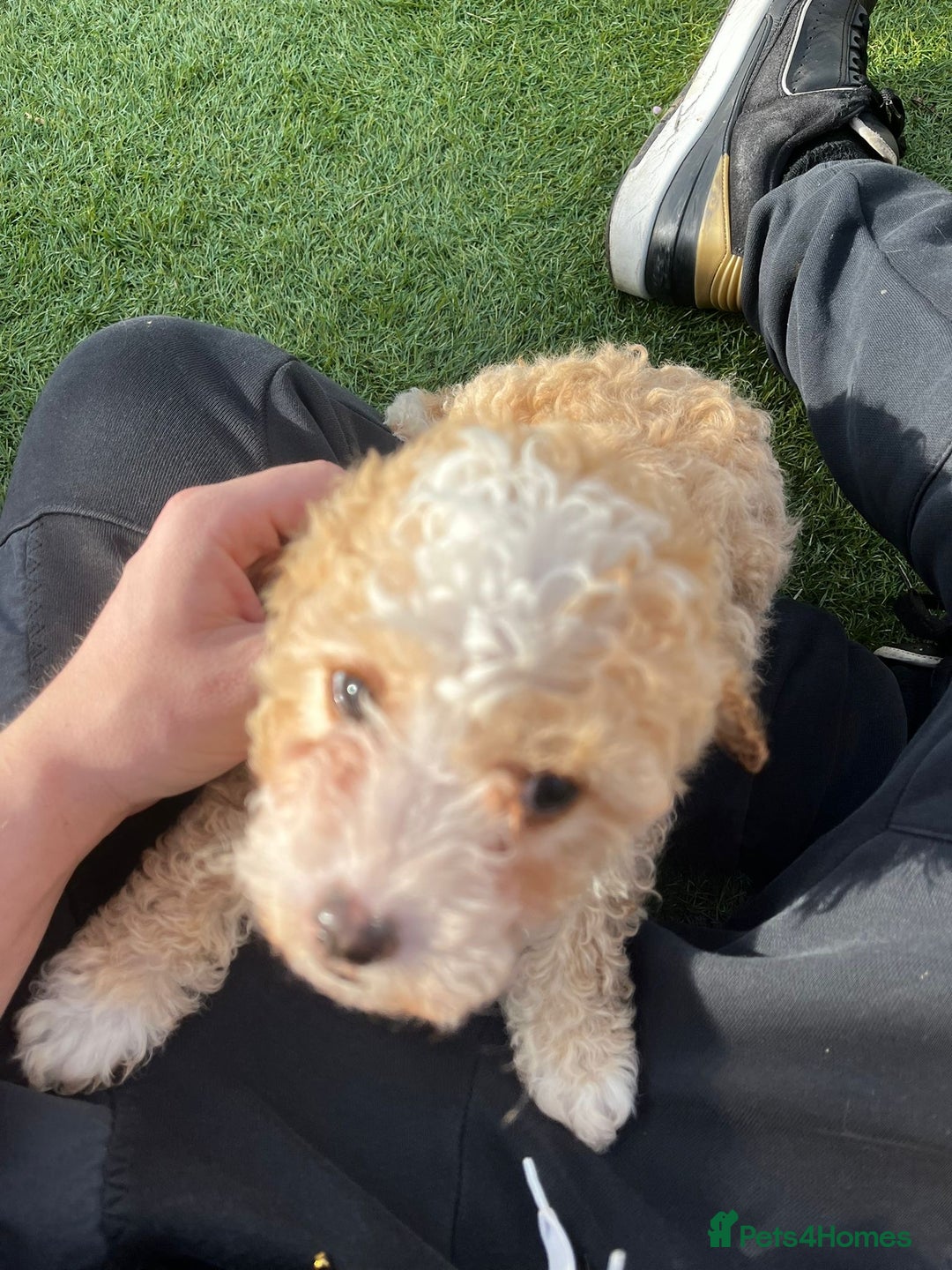 Cavapoo dogs for sale: Beautiful cavapoo puppies  - Image 12