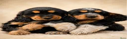 Cockalier dogs for sale: Beautiful litter ready to leave now 💕 - Advert 2