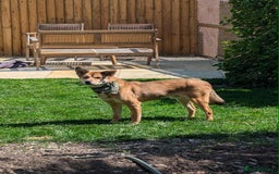 Mixed Breed dogs for adoption: Basil 7 year old meat trade survivor  - Image 4