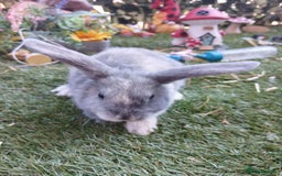 Harlequin rabbits for sale: 2x Harlequin Holland Lops - Image 4