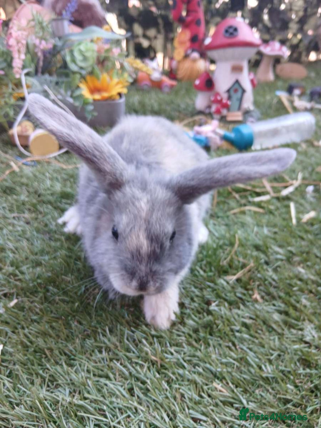 Harlequin rabbits for sale: 2x Harlequin Holland Lops - Image 4