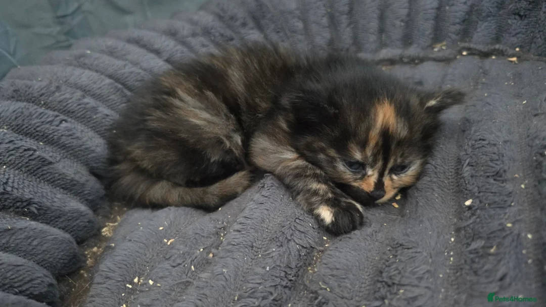 Mixed Breed cats for sale: Last kitten collect 30th Oct - Advert 6