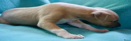 Whippet dogs for sale: Crufts winning parents - Advert 5