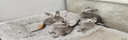 Russian Blue cats for sale: GCCF REGISTERED RUSSIAN BLUE KITTENS  - Advert 2
