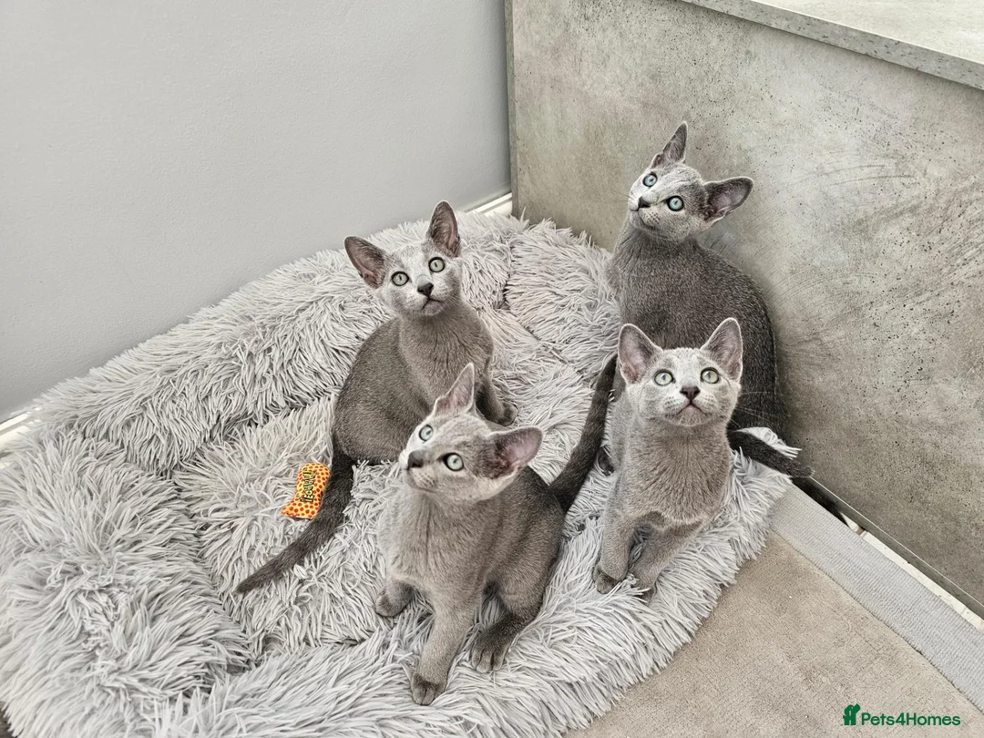 Russian Blue cats for sale: GCCF REGISTERED RUSSIAN BLUE KITTENS  - Advert 2