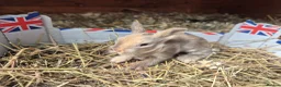 Lionhead rabbits for sale: Double Mane Lionhead Bunnies  - Advert 7