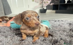 Dachshund dogs for sale: Miniature dachshund  - Image 17