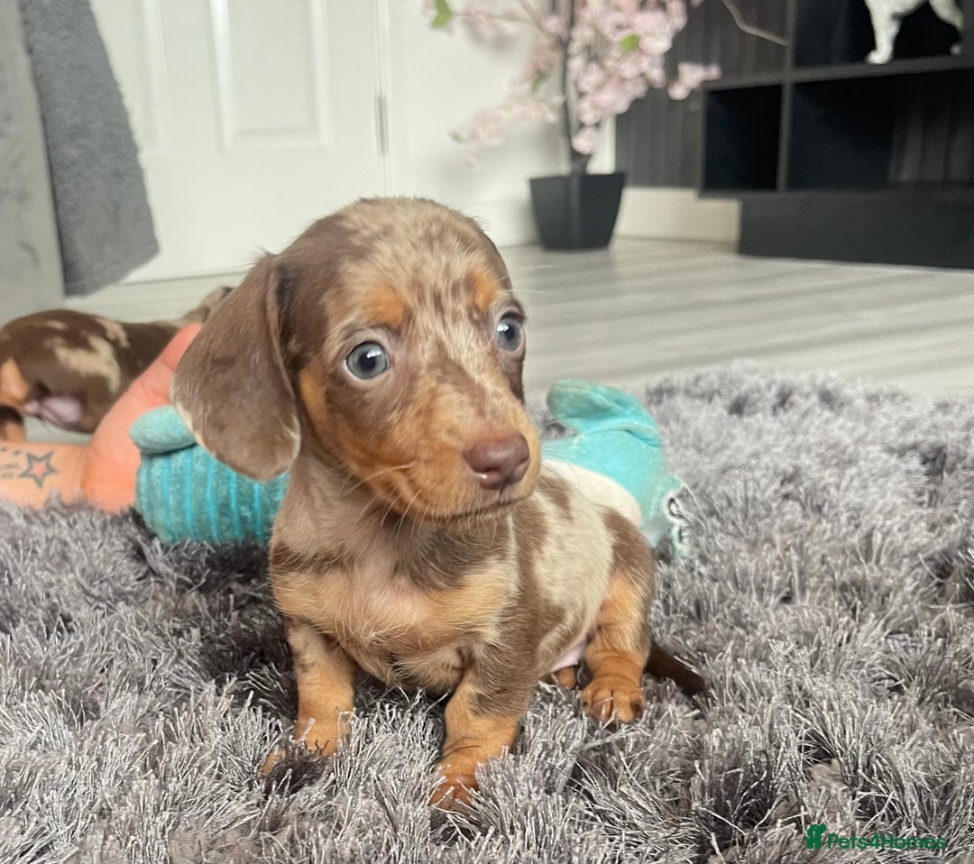 Dachshund dogs for sale: Miniature dachshund  - Image 17