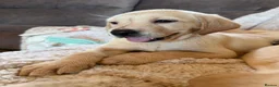 Labrador Retriever dogs for sale: ❤️💫 Superb, chunky, Golden Labrador puppies 💫❤️ in Stourbridge - Advert 31