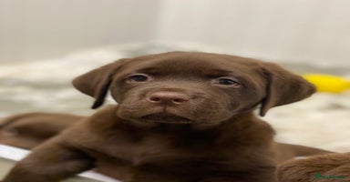 Labrador Retriever dogs - Advert 8